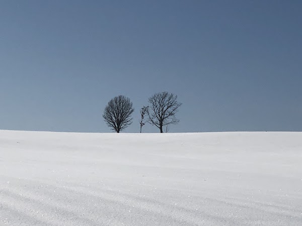 Parent & Child Tree (Biei-cho) 5