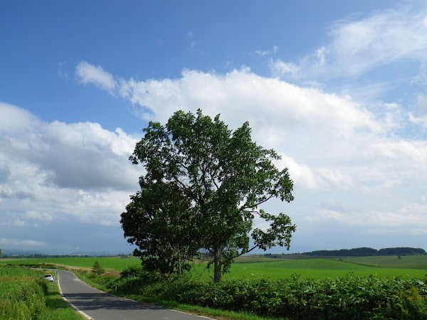 Parent & Child Tree (Biei-cho) 4
