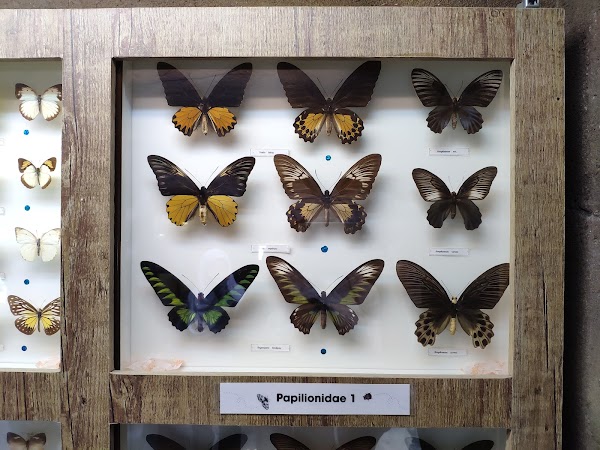 Butterfly Wonderland 4