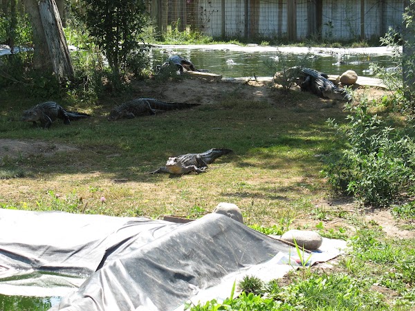 Alligator Sanctuary 1