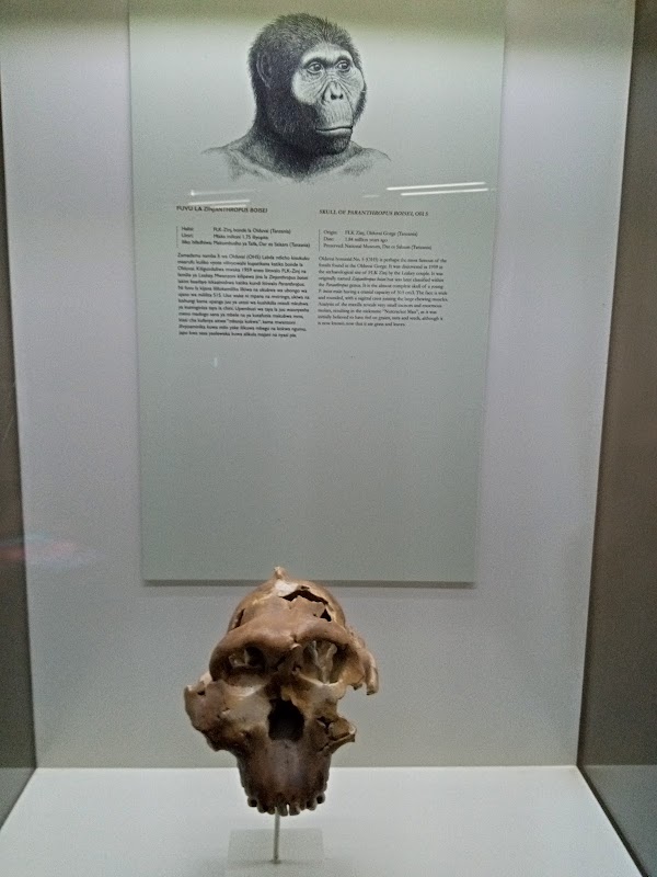 Olduvai Gorge Museum 5