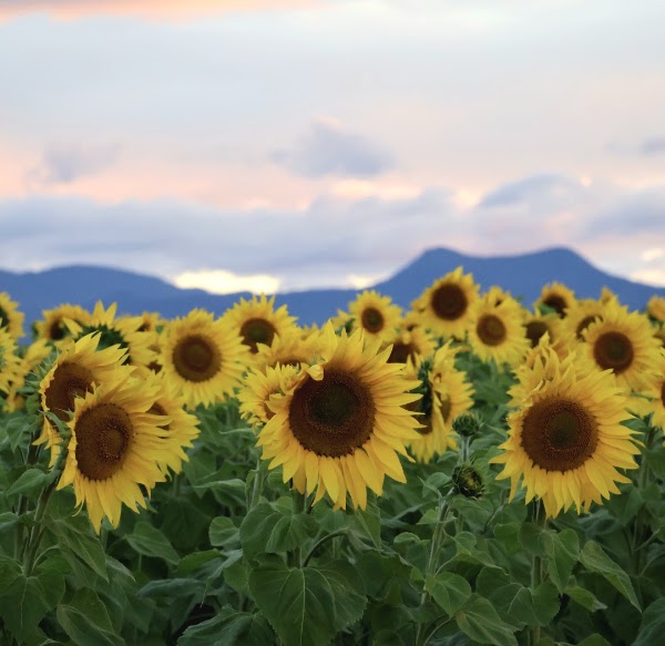 Sunflowers On Kents 1