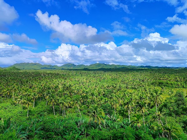 Coconut Plantation View Point