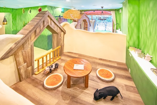 mipig cafe Harajuku 1
