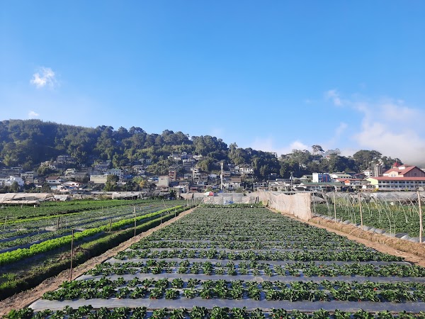 La Trinidad's Strawberry Farm First
