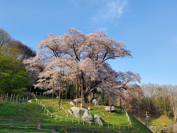 Miharu Takizakura 5