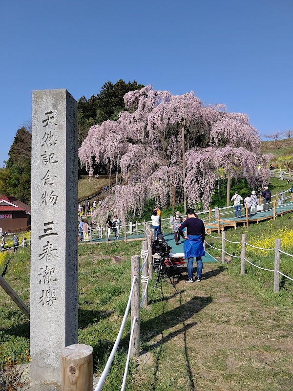 Miharu Takizakura 4