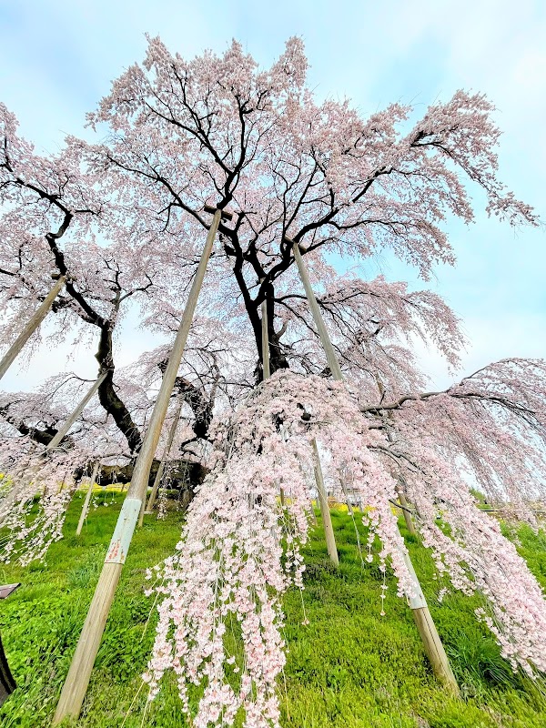 Miharu Takizakura 3