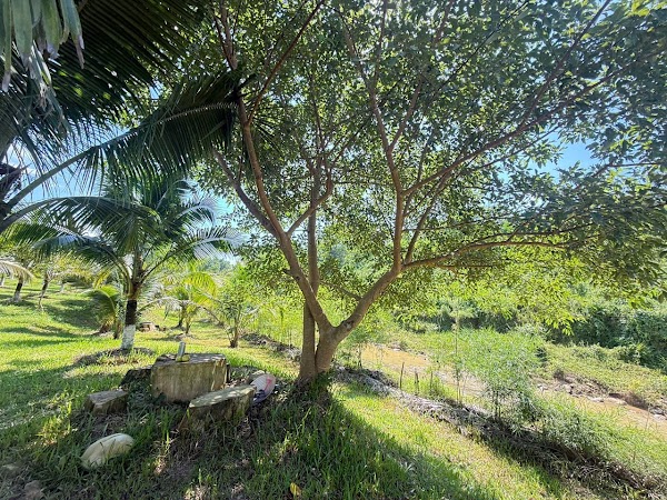 H Farm Đà Nẵng 5