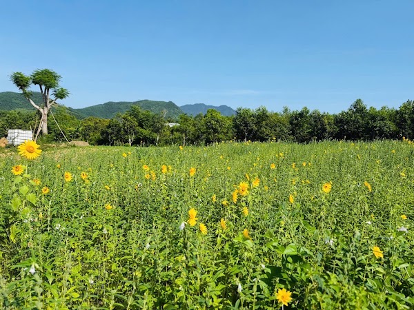 H Farm Đà Nẵng 4