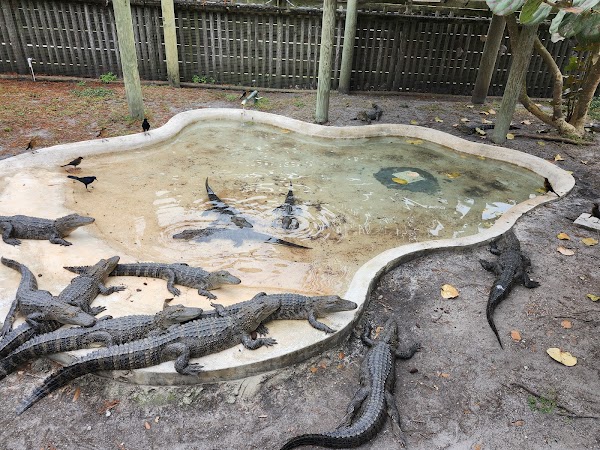 Boggy Creek Airboat Adventures 5