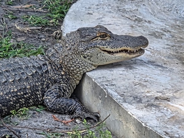 Boggy Creek Airboat Adventures 3