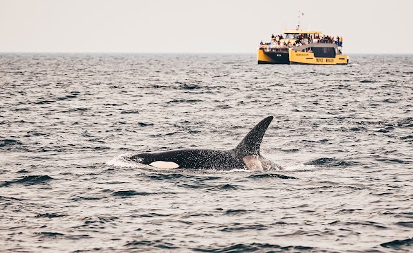 Prince of Whales - Whale & Marine Wildlife Adventures Vancouver