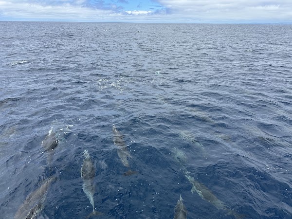 San Diego Whale Watch