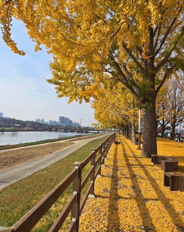 Gokgyocheon Ginkgo Trail 1