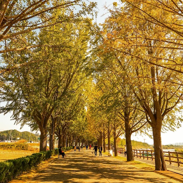 Gokgyocheon Ginkgo Trail 5