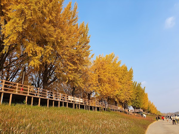 Gokgyocheon Ginkgo Trail 4