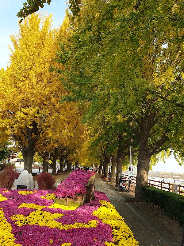 Gokgyocheon Ginkgo Trail 3