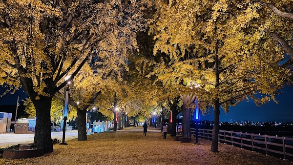 Gokgyocheon Ginkgo Trail 2