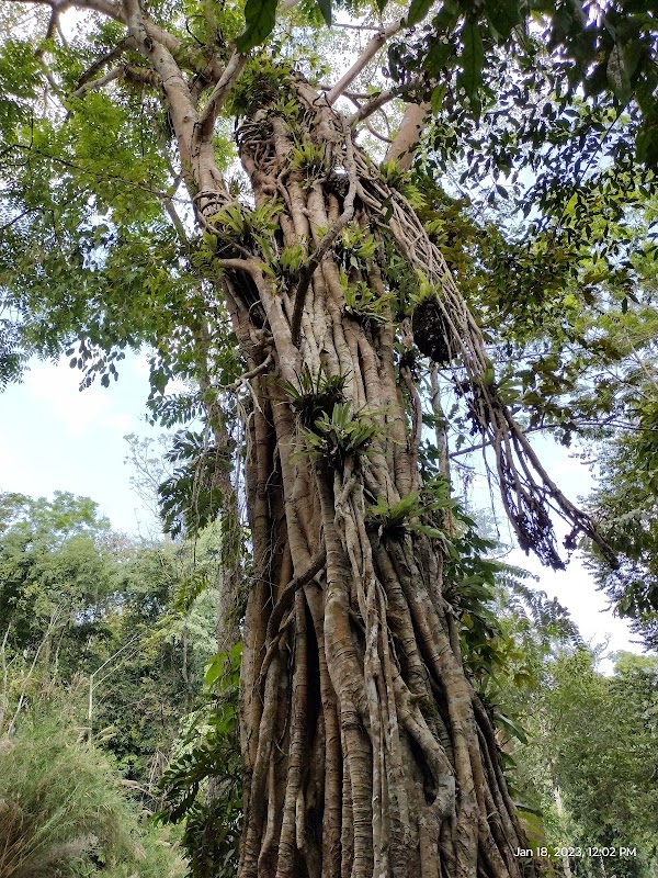 Kuang Si Waterfall 3