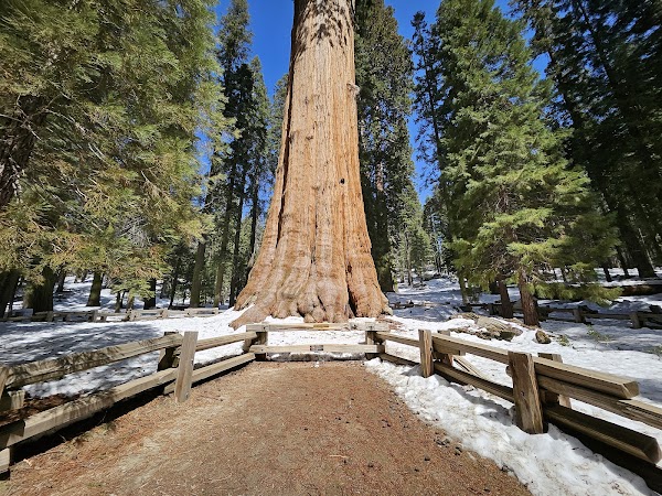 General Sherman Tree 1