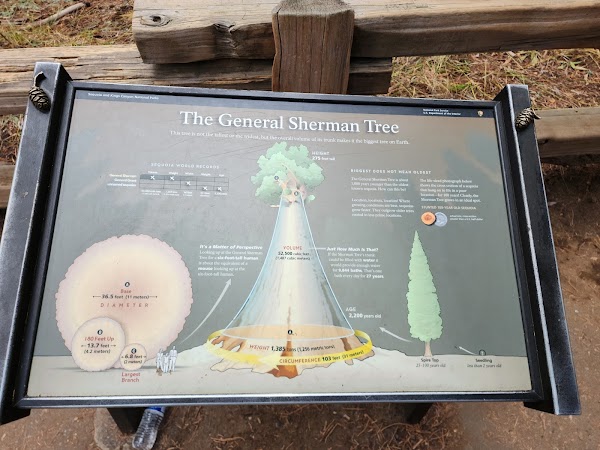 General Sherman Tree 5