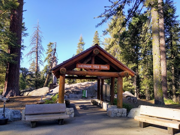 General Sherman Tree 4