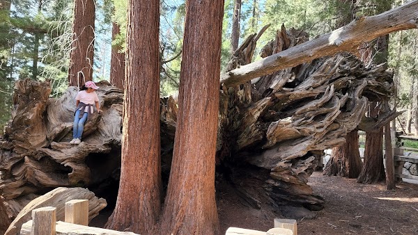 General Sherman Tree 3