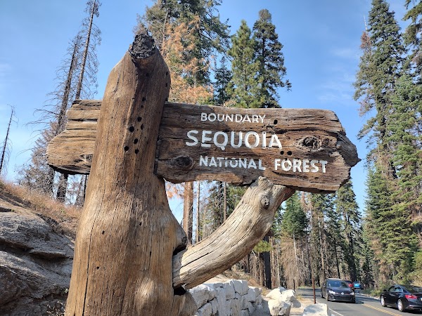 General Sherman Tree 2