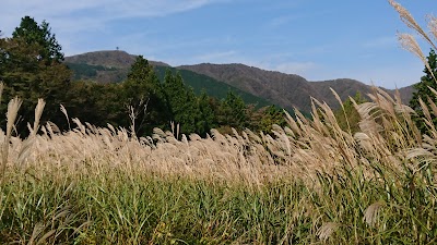 Sengokuhara Susuki Grass Fields 1