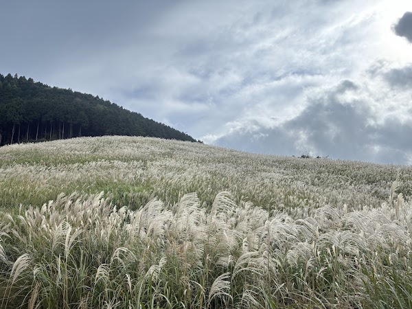 Sengokuhara Susuki Grass Fields 5