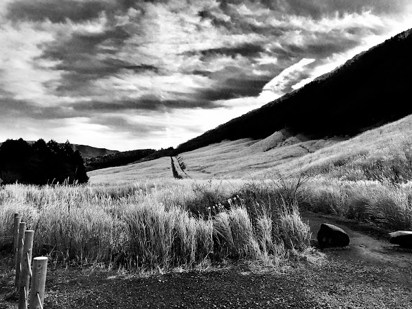 Sengokuhara Susuki Grass Fields 2