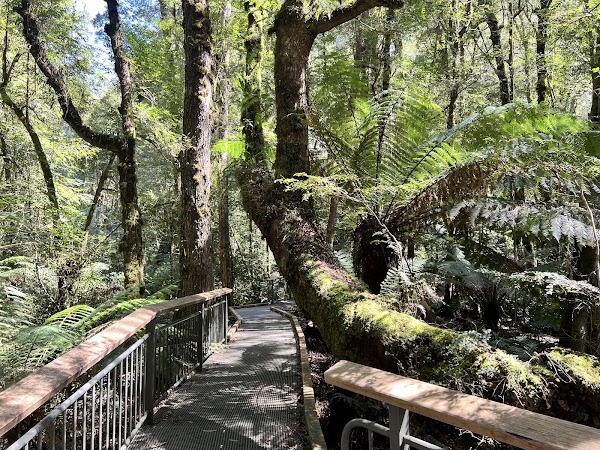 Wirrawilla Rainforest Walk