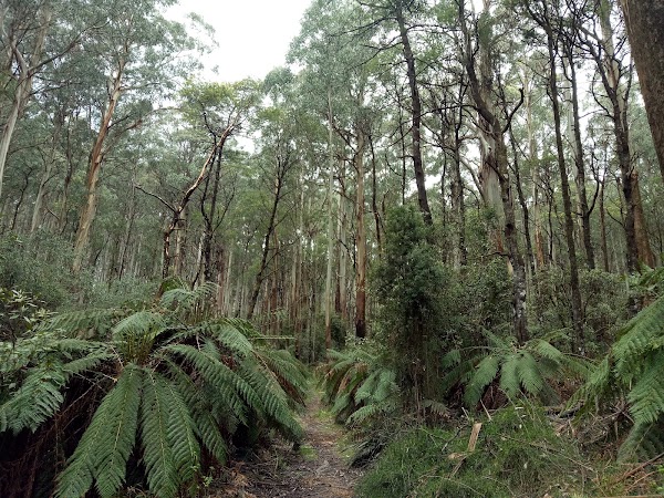 Wirrawilla Rainforest Walk 4