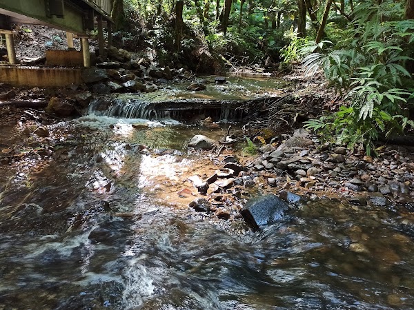 Wirrawilla Rainforest Walk 3