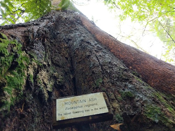 Wirrawilla Rainforest Walk 2