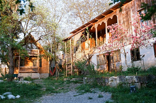 Pine Tree Home