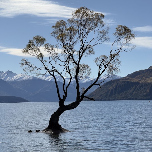 That Wānaka tree 5