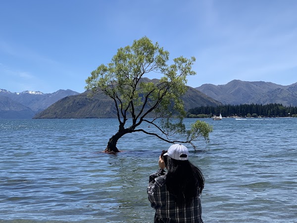 That Wānaka tree 4