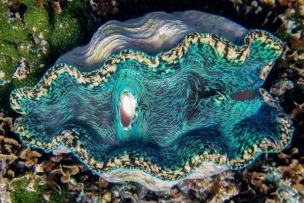 Giant Clam Sanctuary 1