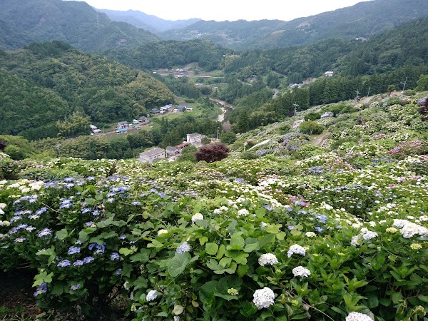 Village of Shingu hydrangea