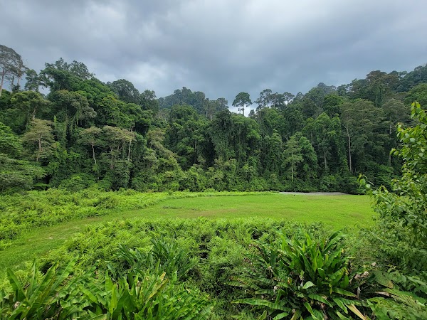 Danum Valley Conservation Area 4