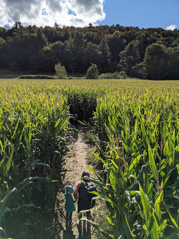 Percy Farm Corn Maze