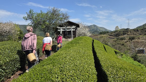 東茶園 Azuma Tea Farm 1