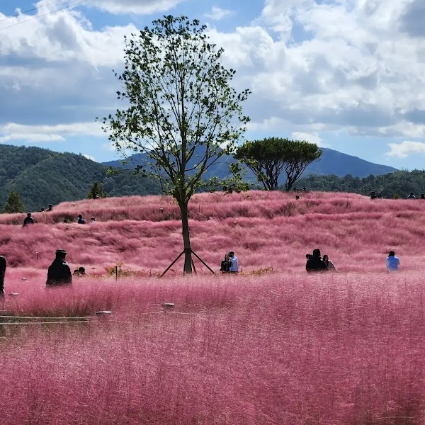 Hapcheon Shinsoyang Sports Park (Pink Muhly Colony)