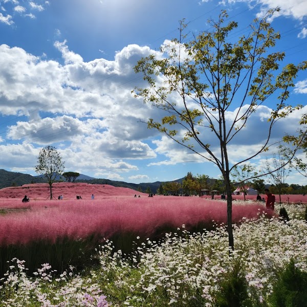 Hapcheon Shinsoyang Sports Park (Pink Muhly Colony) 5