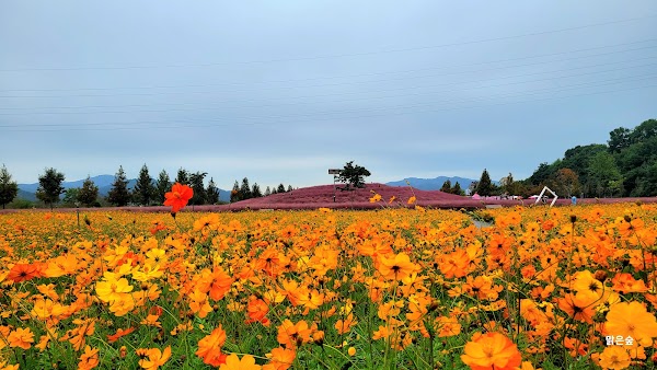 Hapcheon Shinsoyang Sports Park (Pink Muhly Colony) 4