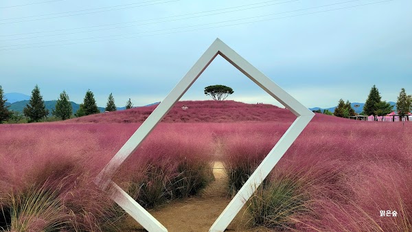 Hapcheon Shinsoyang Sports Park (Pink Muhly Colony) 3