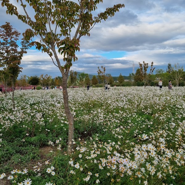 Hapcheon Shinsoyang Sports Park (Pink Muhly Colony) 2