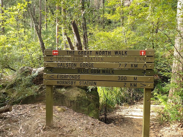 Blue Gum Walk